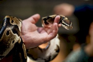 Reptiles of Japan